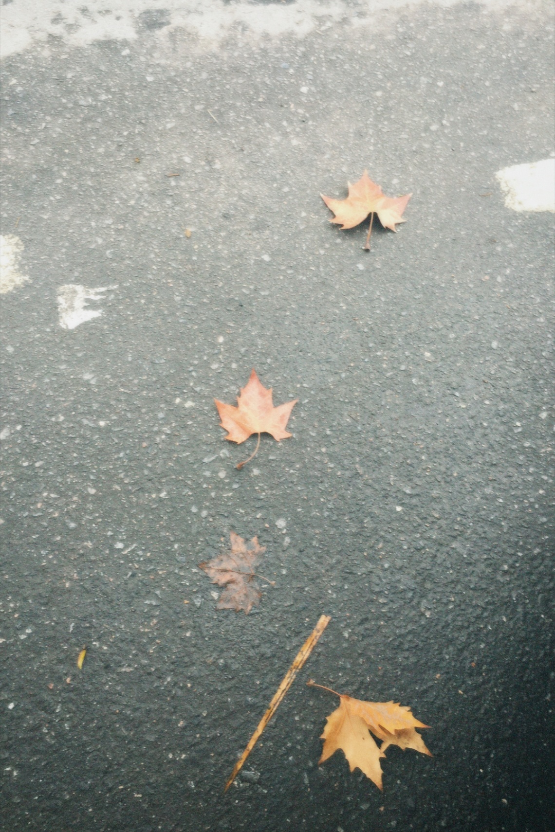 el otoño llegó a mi